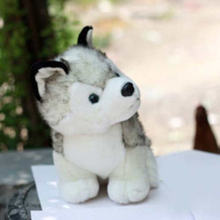 Chó bông Alaska Husky