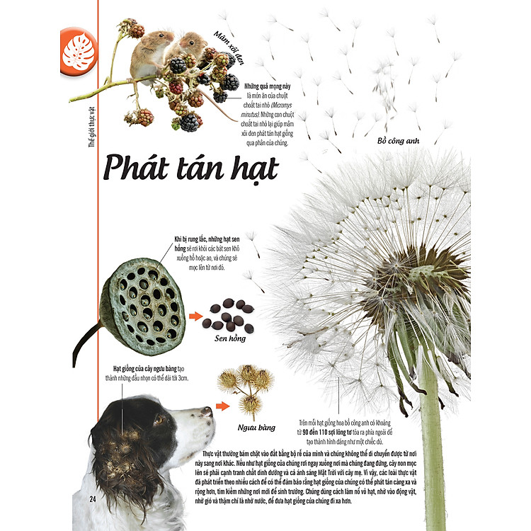 Bách Khoa Thư Về Thế Giới Thực Vật - Cây, Lá, Hoa Và Hạt - Ảnh 4