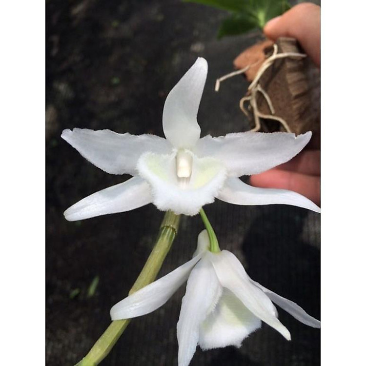 PHI ĐIỆP TRẮNG ĐÀI LOAN - HOA CỰC ĐẸP, CỰC HIẾM - HÀNG GIEO HẠT