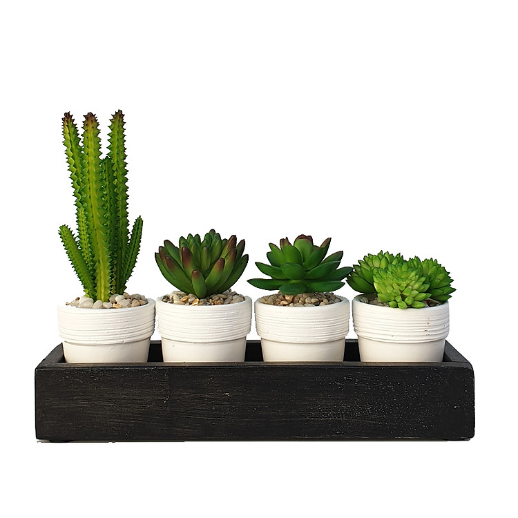 Chậu cây sen đá tiểu cảnh mini để bàn, chậu hoa sen đá với khay gỗ - Quà tặng sinh nhật, bạn bè, đồng nghiệp - Kute Nest - Evergreen Life