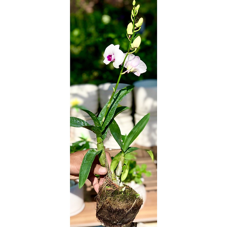 Chậu lan Denro MS03