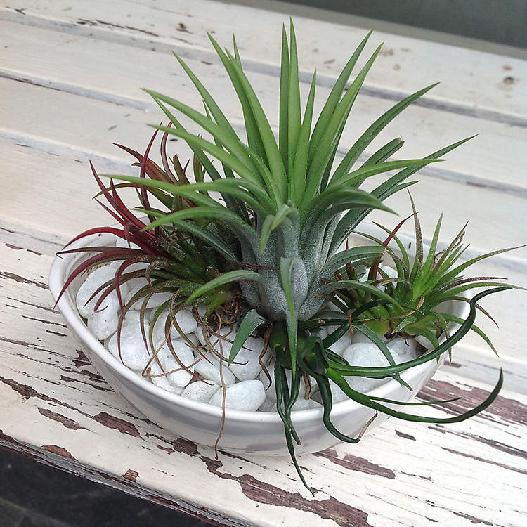 Cây không khí Thạch Thảo (set 10 cây)