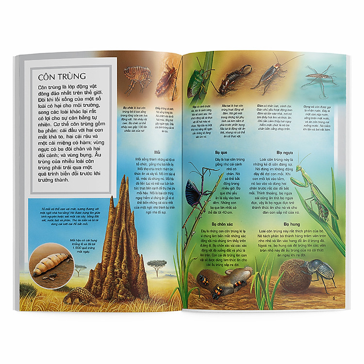 Côn trùng - Ảnh 3
