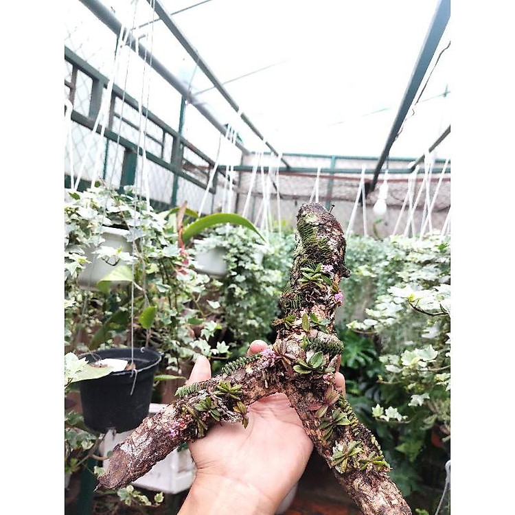 trụ lan trứng bướm + rết + lan mini