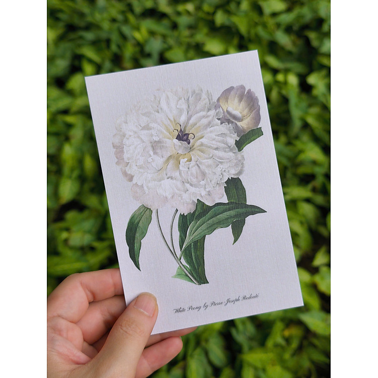 Bộ Postcard Petala & Folia - Giấy Mỹ Thuật 300g (100 chiếc) - Ảnh 5