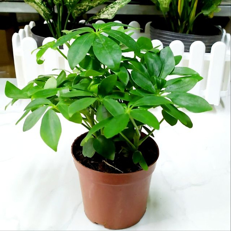 Cây ngũ gia bì để bàn