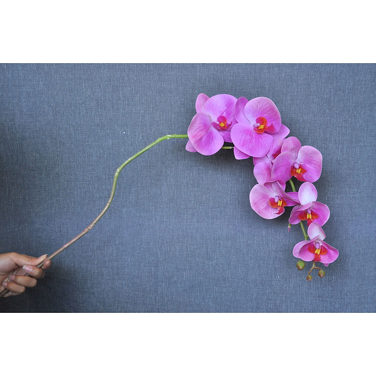 Cành hoa lan hồ điệp tím giả