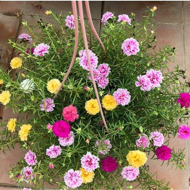 Hạt Giống Hoa Mười Giờ Mỹ Kép Mix High Quality Seeds - Nảy Mầm Cực Chuẩn