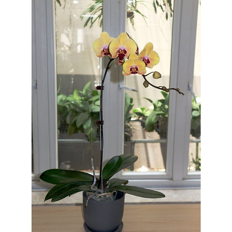 Lan Hồ Điệp Vàng