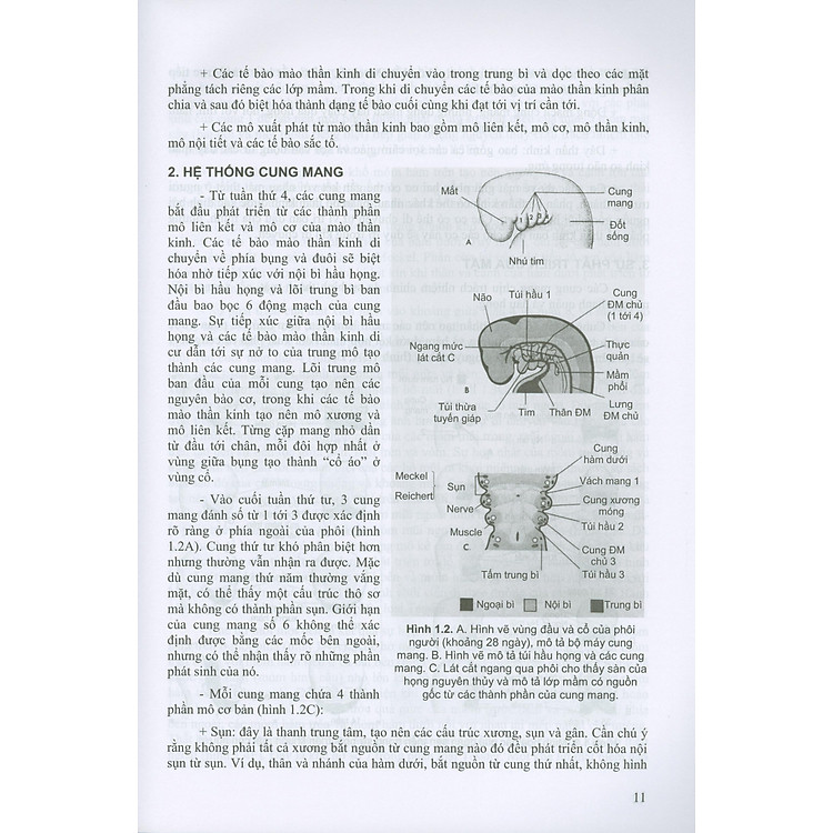 Các Vấn Đề Cơ Bản Trong Phẫu Thuật Tạo Hình Thẩm Mỹ (Phần III: Đầu Mạt Cổ) - Ảnh 3