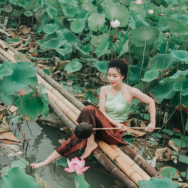 Chụp ảnh sen Hồ Tây tại Hà Nội