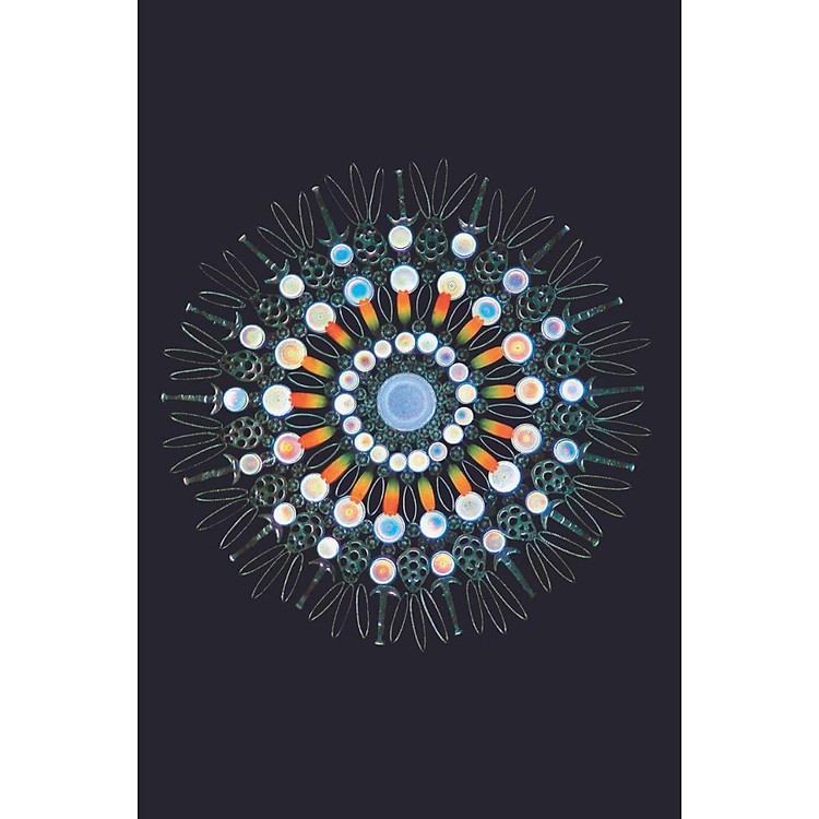 Vũ trụ: Những thế giới khả hữu (Cosmos: Possible worlds) - Ảnh 3