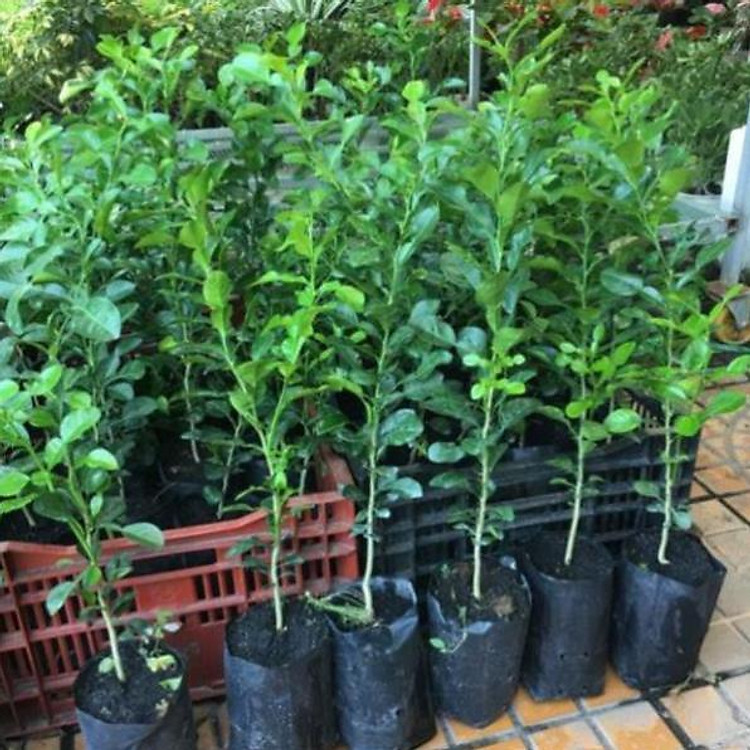 Cây trúc ăn lá , cây đẹp, giống chuẩn