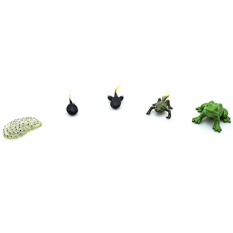 Đồ Chơi Mô Hình Vòng Đời Ếch Chính hãng Giá rẻ - Hình ảnh 3