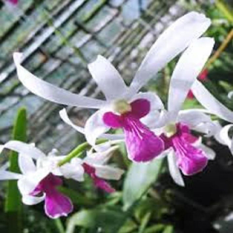 COMBO 10 cây giống DENDRO NẮNG BÀ LIỄU THƠM siêu hoa, hoa siêu thơm