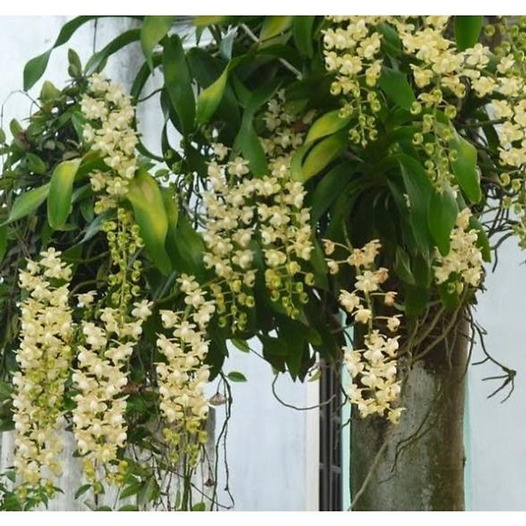 Sản Phẩm Hoa lan quế lan hương( cây to)
