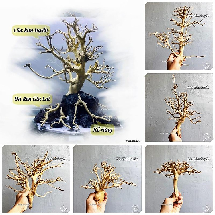 Lũa Kim Tuyến dáng Bonsai Mini | Dùng làm Bonsai - Tiểu Cảnh Sen Đá hoặc Ghép Layout Bể Cá Thuỷ Sinh