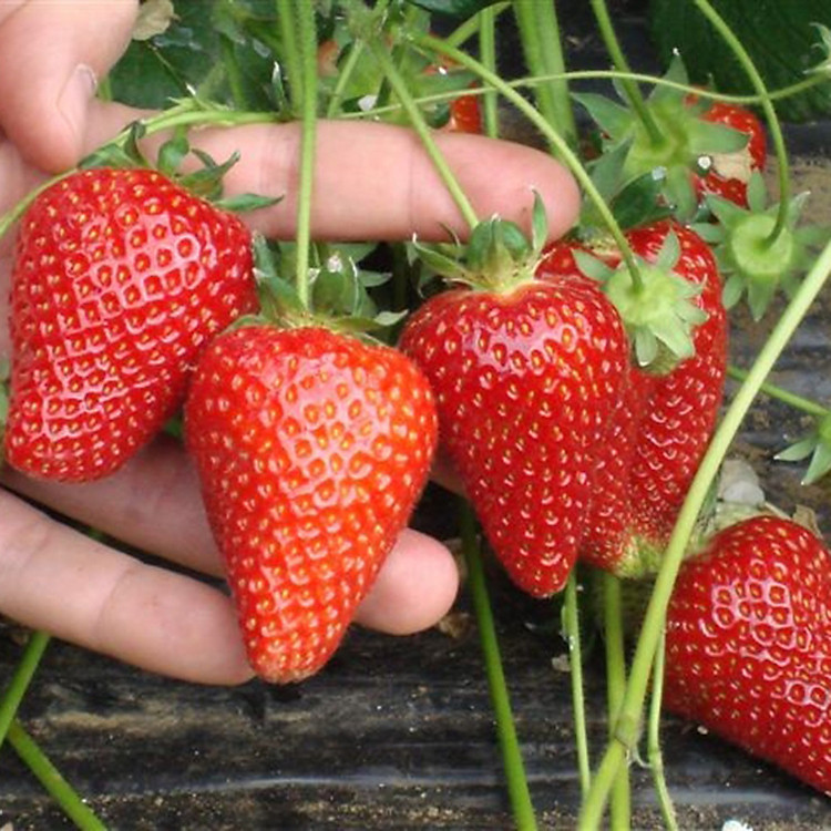 Bộ 1 gói hạt giống Dâu tây đỏ