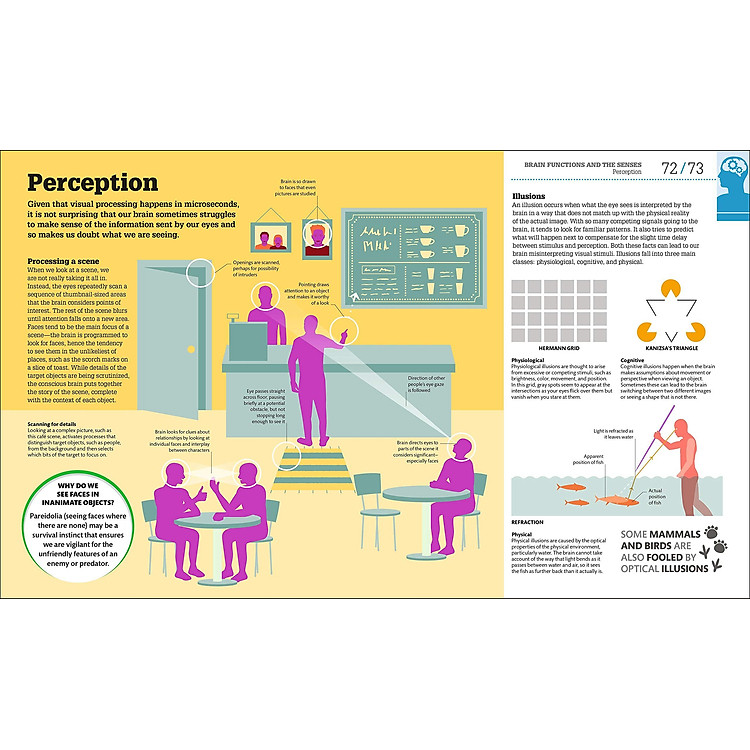 How The Brain Works: The Facts Visually Explained - Ảnh 7