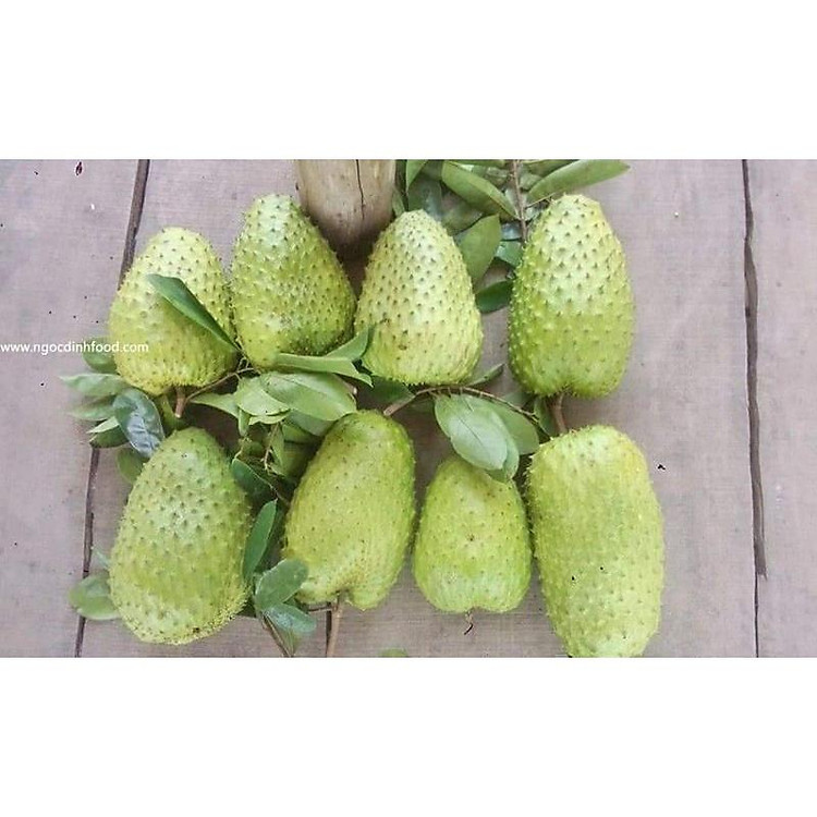 Cây giống mãng cầu xiêm mã lai siêu sớm