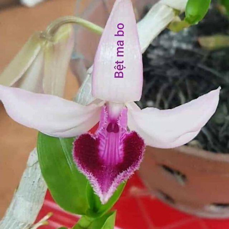 Hoa phong lan - Bệt Ma Bó năm 3