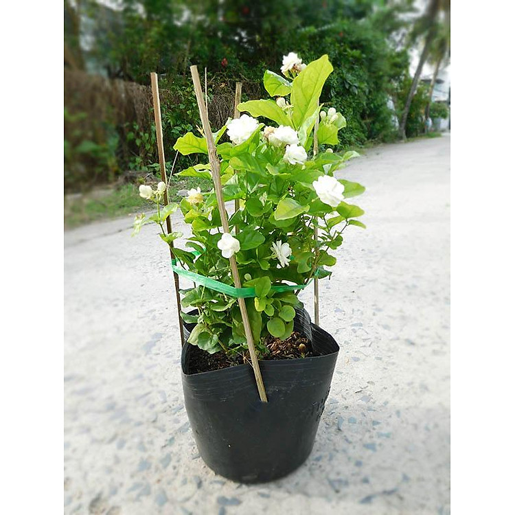 Cây Hoa Lài( Nhài) - Chậu Hoa Cây lài ta được dùng trồng làm cảnh, tạo khóm hoa, bồn cây xanh trang trí sân vườn