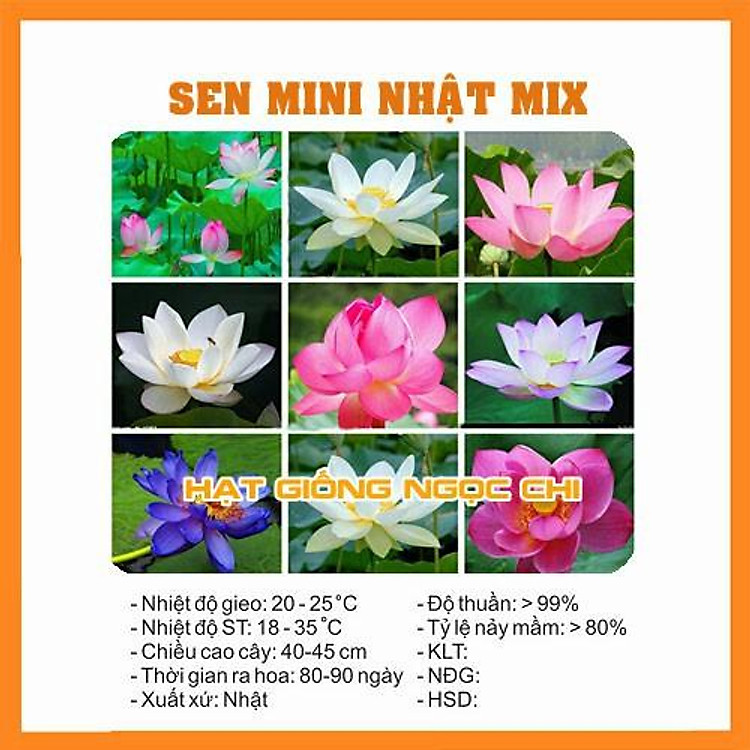 Hạt Giống Hoa Sen Mini Nhật Mix Màu Tự Chọn
