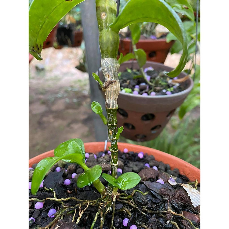 Phi điệp đột biến 5CT KIM BÔI, phi điệp var, mầm ki cấy mô hoa đẹp hiếm