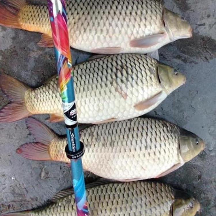 Cần câu OSNY Tứ Thiên Vương 2021