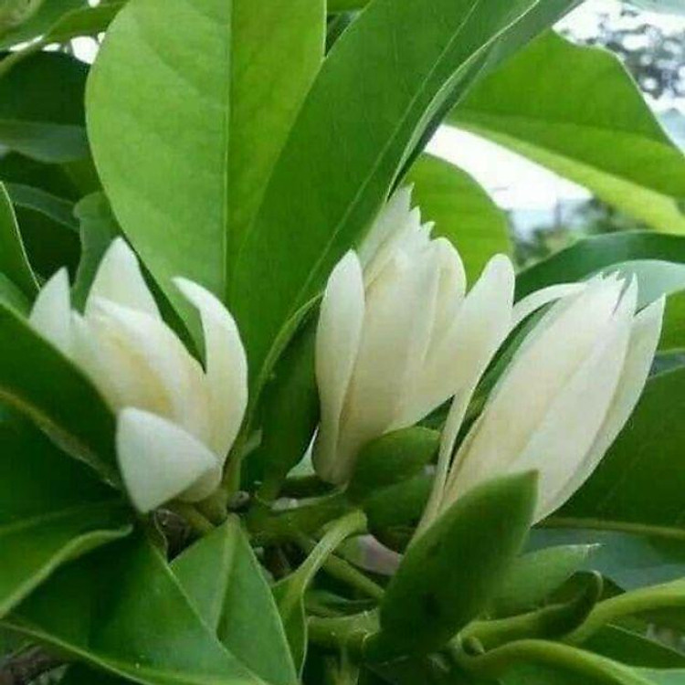 CÂY HOA NGỌC LAN TRẮNG.