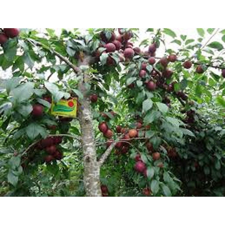 CÂY GIỐNG MẬN HẬU-MẬN TAM HOA SIÊU NGON SIÊU QUẢ- CAM KÊT GIỐNG CHUẨN F1