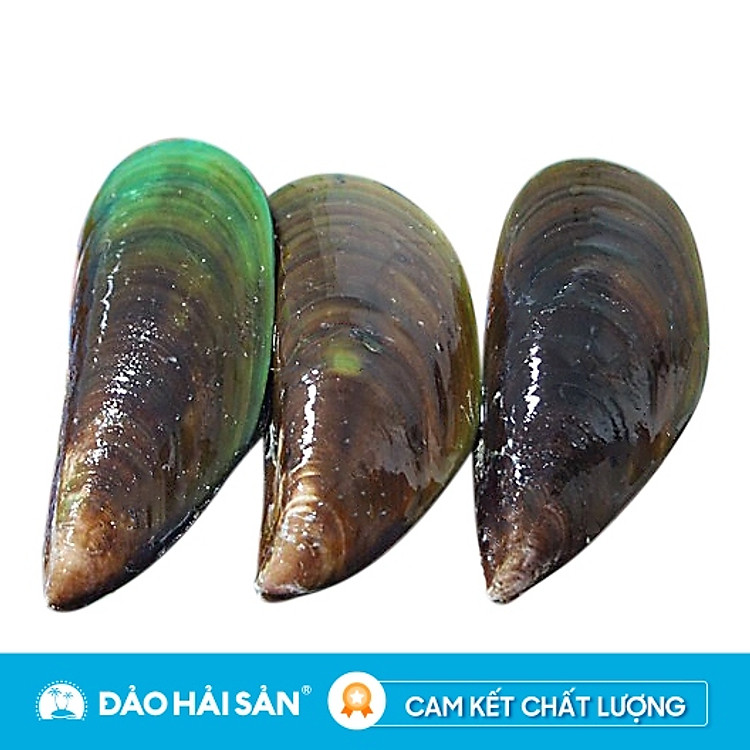 Vẹm Xanh Nha Trang Sống