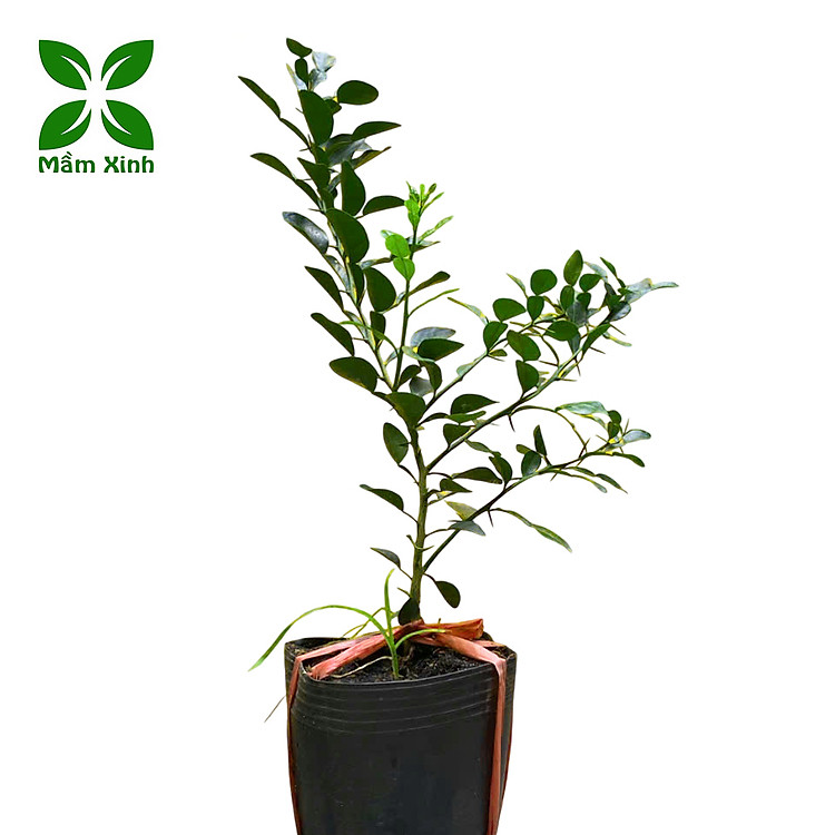 Cây chúc giống, cây chanh thái cao khoảng 60cm, có nhánh, hơn 1 năm tuổi