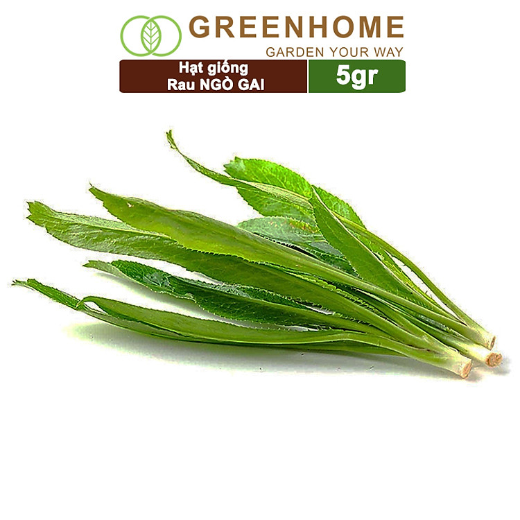Hạt Giống Ngò Gai Greenhome, Gói 5gr~5000 hạt, Mùi Tàu, Dễ Trồng Quanh Năm, Nảy Mầm Cao, Thu Hoạch Nhanh, Năng Suất Cao G08