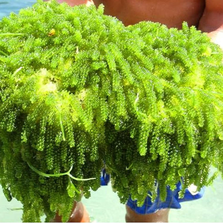 Rong Nho tách nước - Hộp 100 gram