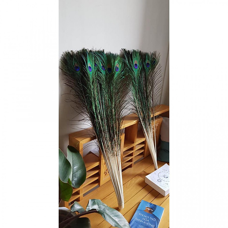 Lông Công Phong Thủy Nhập Khẩu - 10 Cành