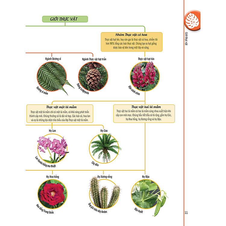 Bách Khoa Thư Về Thế Giới Thực Vật - Cây, Lá, Hoa Và Hạt - Ảnh 5