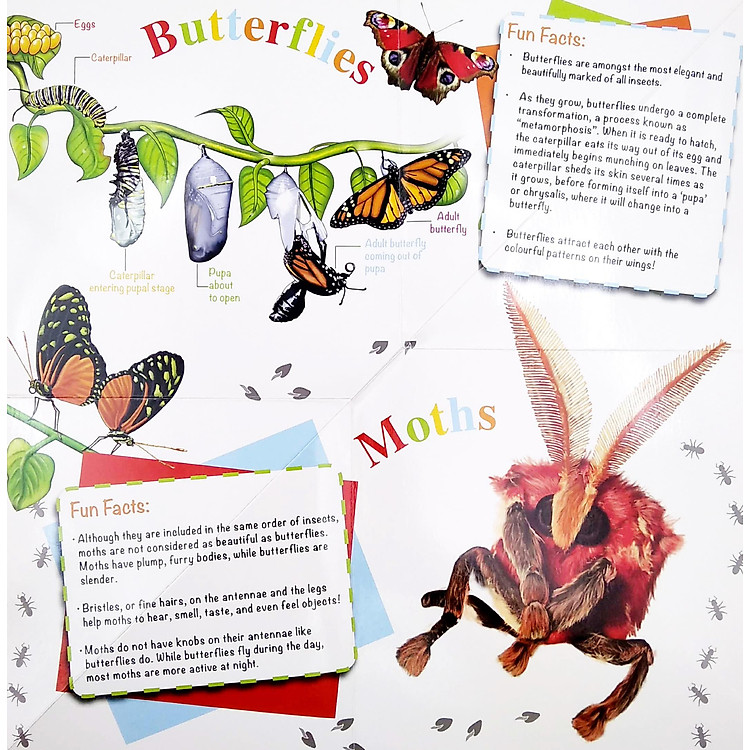 Wonder Of Learning - My Fold-Out Book Of Bugs - Ảnh 5