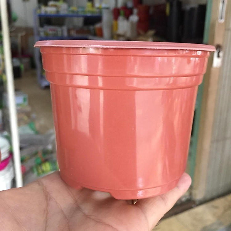 Combo 50 chậu nhựa mỏng trồng cây 10x8cm TTK105