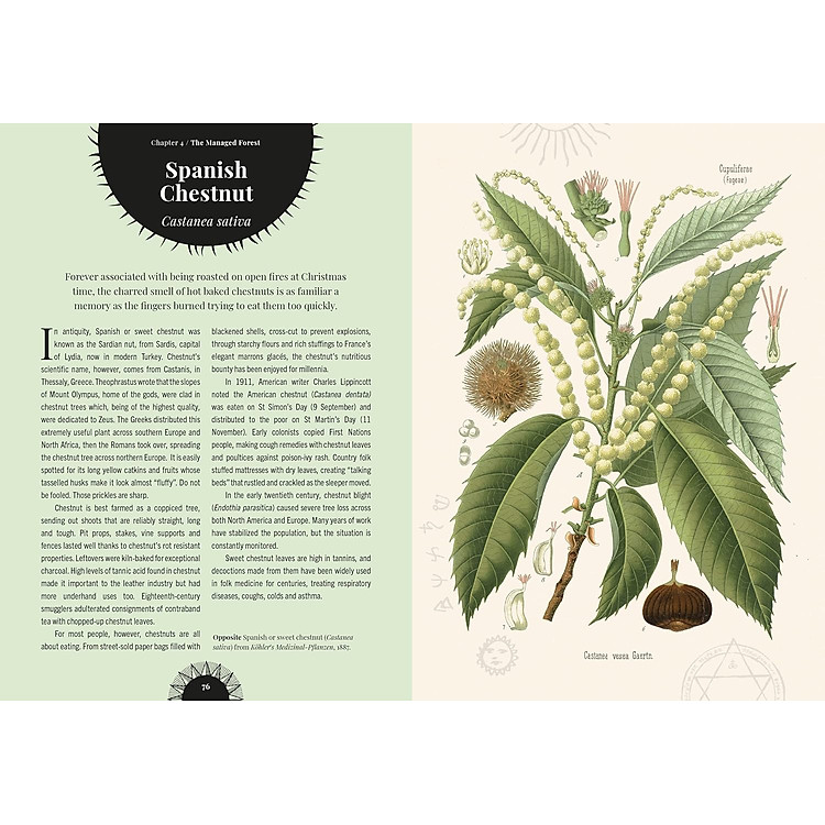 Kew - Witch's Forest - Ảnh 3