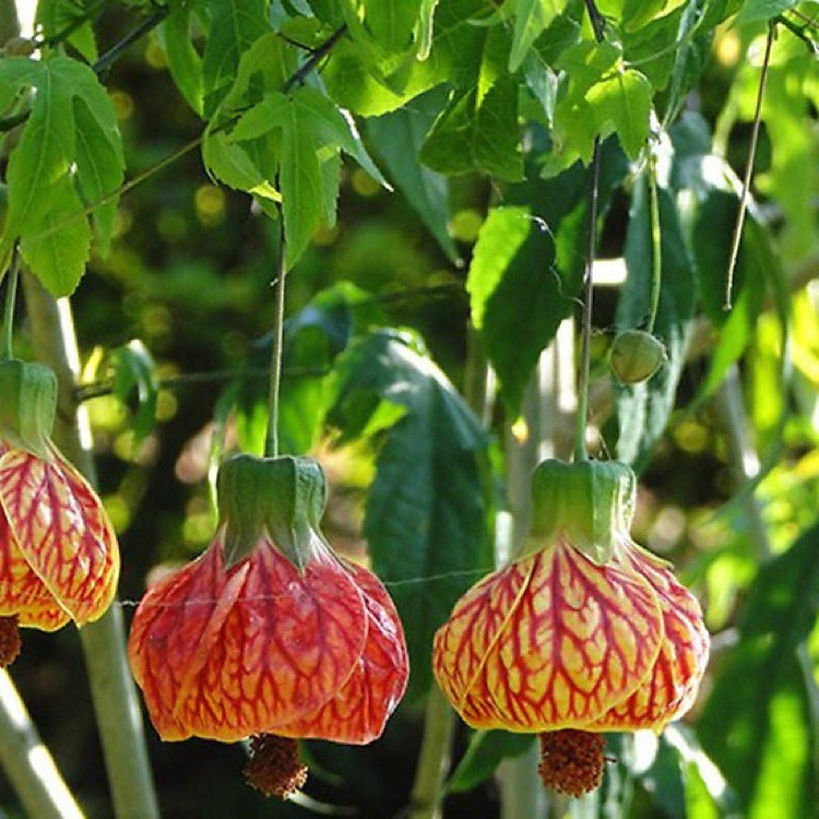Cây bụp lồng đèn