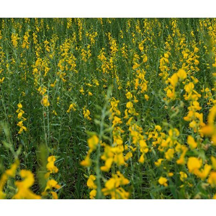 Hạt Giống Cỏ Lục Lạc Sợi - 200g - Hạt Giống Cỏ Chăn Nuôi - Giống chuẩn cực dễ trồng