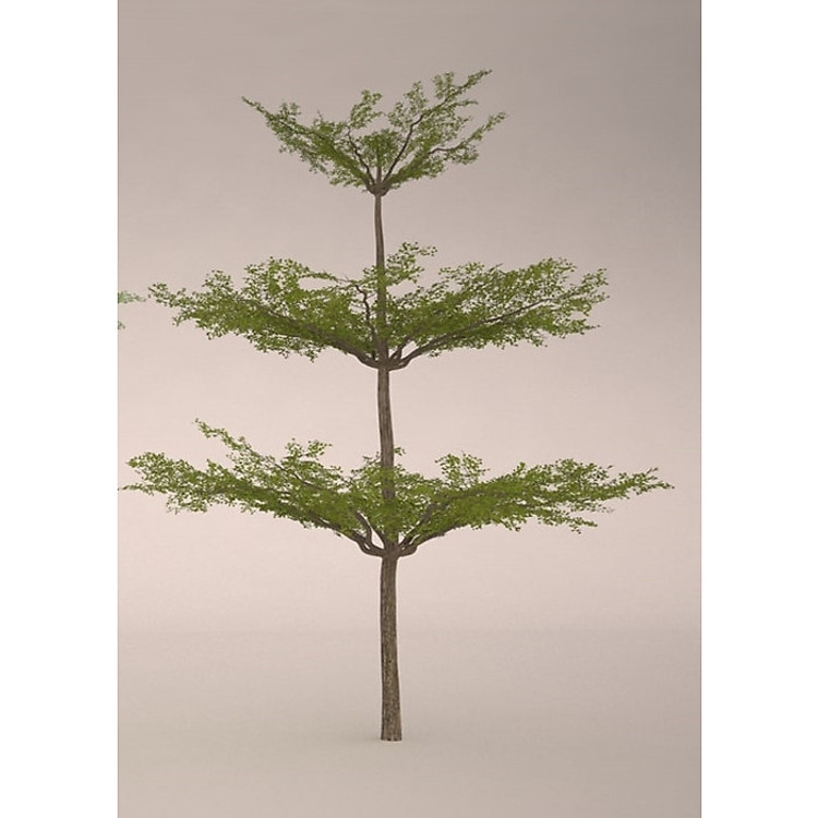 Cây Bàng Đài Loan