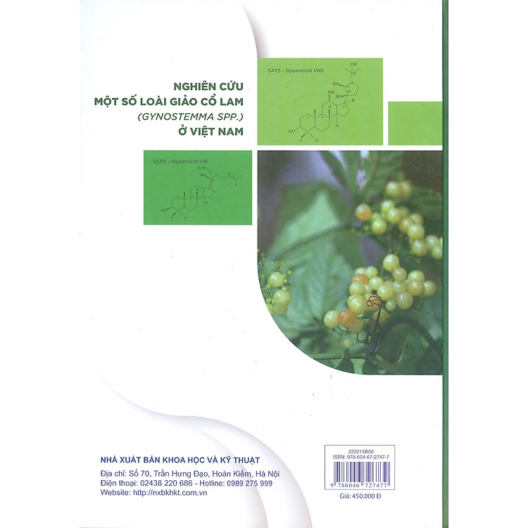 Nghiên Cứu Một Số Loài Giảo Cổ Lam (Gynostemma Spp.) Ở Việt Nam - Ảnh 2