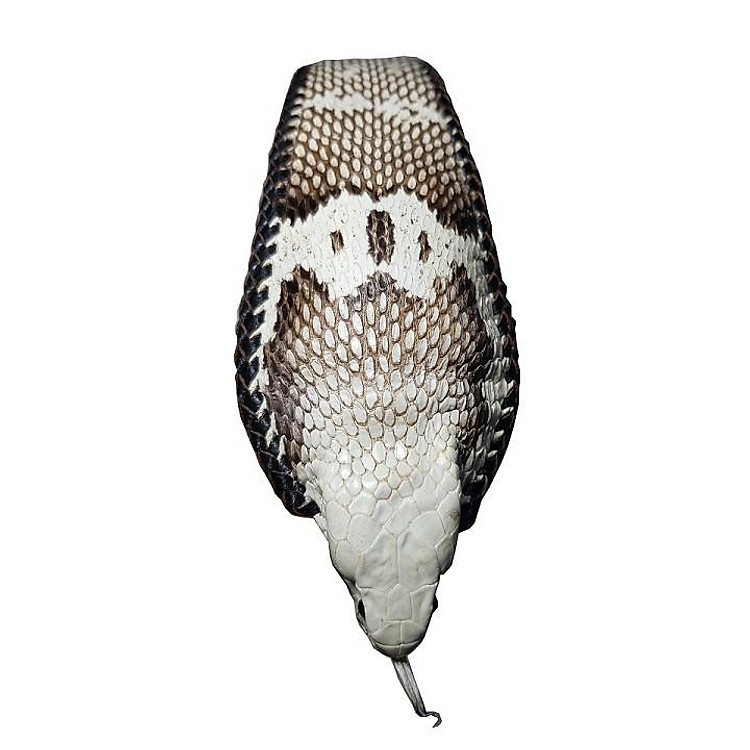 Dây nịt da rắn hổ mang nguyên con