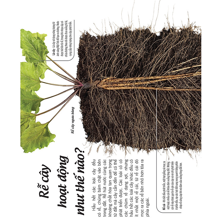 Bách Khoa Thư Về Thế Giới Thực Vật - Cây, Lá, Hoa Và Hạt - Ảnh 6