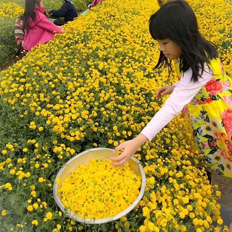 Hạt giống hoa tiêu kim cúc ( cúc họa mi) vàng gói 1gr