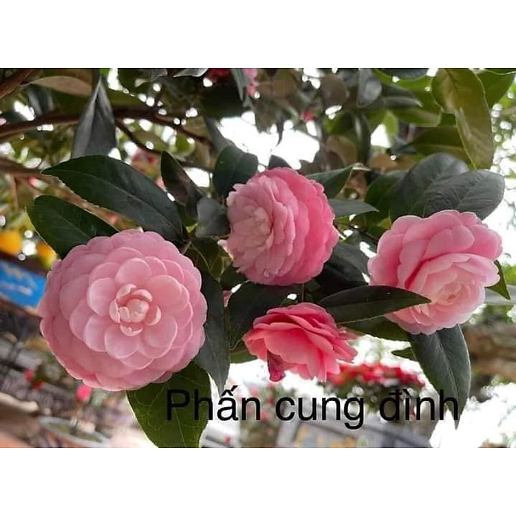 Cây trà my hồng ( Trà my phấn cung đinh) cây cực đẹp, giống tốt, cam kết cây giống