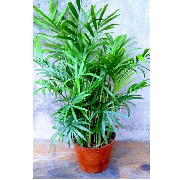 Cây Cau Tiểu Trâm Kèm Chậu Sứ (Chậu cây cao 40-45cm)