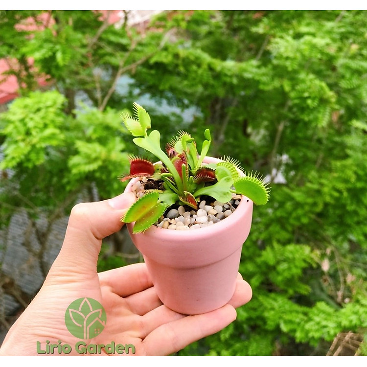 cây bẫy kẹp , cây kẹp mồi , cây bắt ruồi